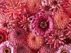 Mixed flowers Art Print