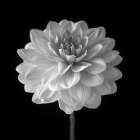 Dahlia flower on black background Art Print