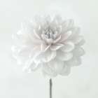 Dahlia flower on white background Art Print