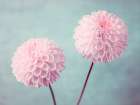 Two Dahlia flowers Art Print