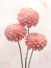 Three Dahlia flowers on white background Art Print