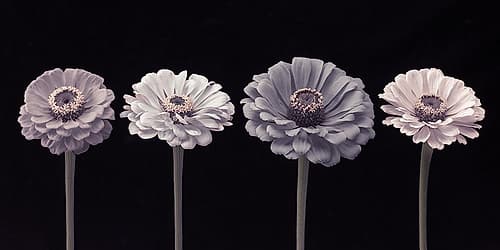 Four Zinnia flowers in a row Art Print