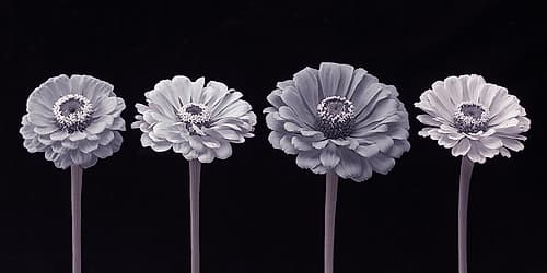 Four Zinnia flowers in a row Art Print