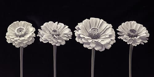 Four Zinnia flowers in a row Art Print