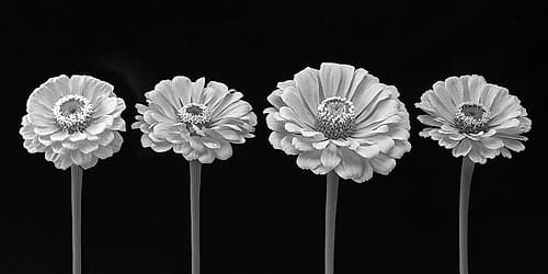 Four Zinnia flowers in a row Art Print
