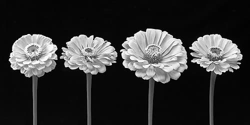 Four Zinnia flowers in a row Art Print