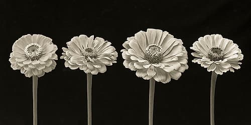 Four Zinnia flowers in a row Art Print