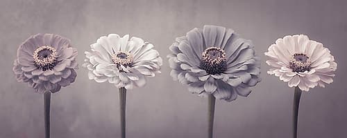 Four Zinnias in a row Art Print