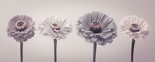 Four Zinnias in a row Art Print