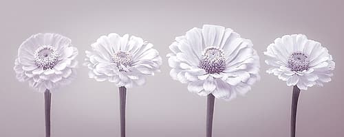 Four Zinnia flowers in a row Art Print