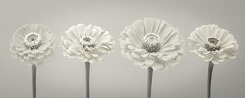 Four Zinnia flowers in a row Art Print