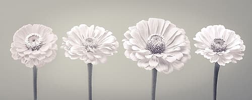 Four Zinnia flowers in a row Art Print