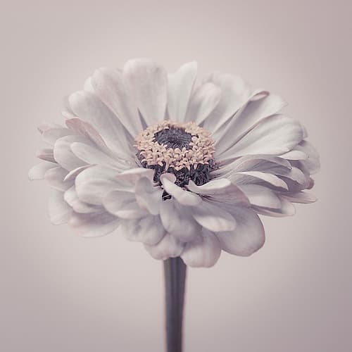 Zinnia flower Art Print