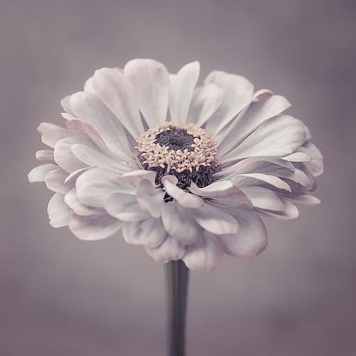 Zinnia flower Art Print