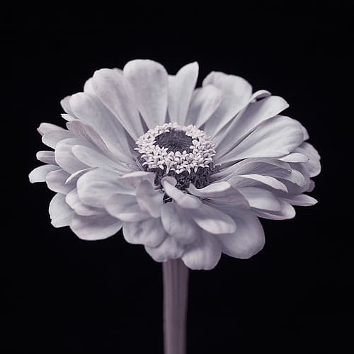 Zinnia flower Art Print