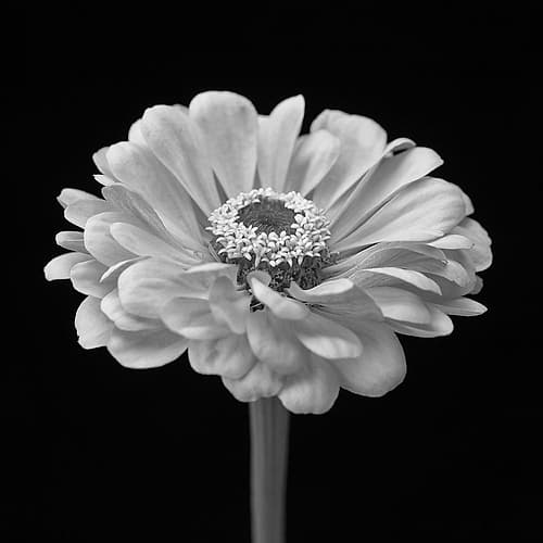 Zinnia flower Art Print