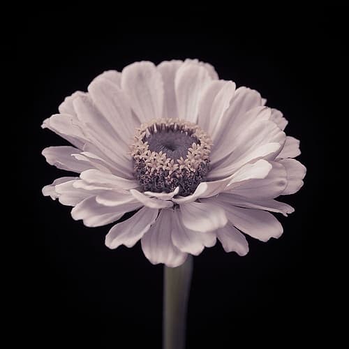 Zinnia flower Art Print