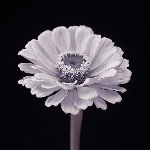 Zinnia flower Art Print