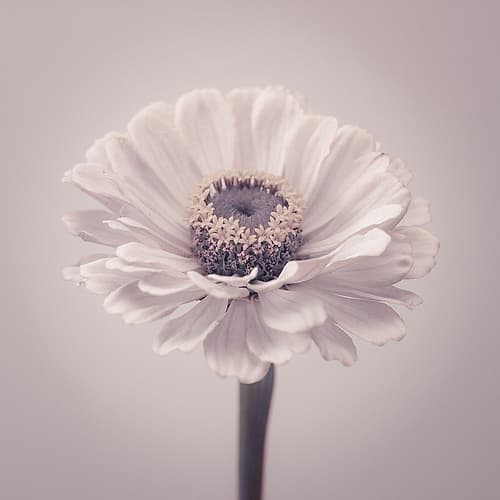 Zinnia flower Art Print