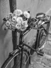 Bunch of Roses on bicycle, Paris, France Art Print