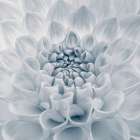 Dahlia flower, close-up Art Print