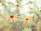 Cone flowers Art Print