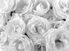 Full frame of roses Art Print