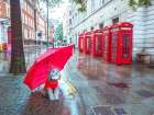 Dog with umbrella on London city street Art Print