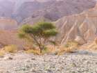 Negev Desert-Israel Art Print