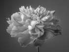 Peony flower Art Print