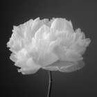 Peony flower Art Print