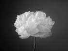 Peony flower Art Print