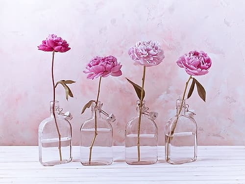 Peonies in glass bottles Art Print
