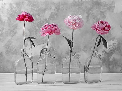 Peonies in glass bottles Art Print