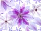 Clematis flowers Art Print
