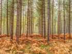 Tall trees in Autumn forest Art Print