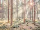 Misty forest with sunrays Art Print