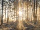 Misty forest with sunrays Art Print