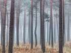 Misty forest with tall trees Art Print