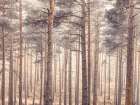 Misty forest with tall trees Art Print
