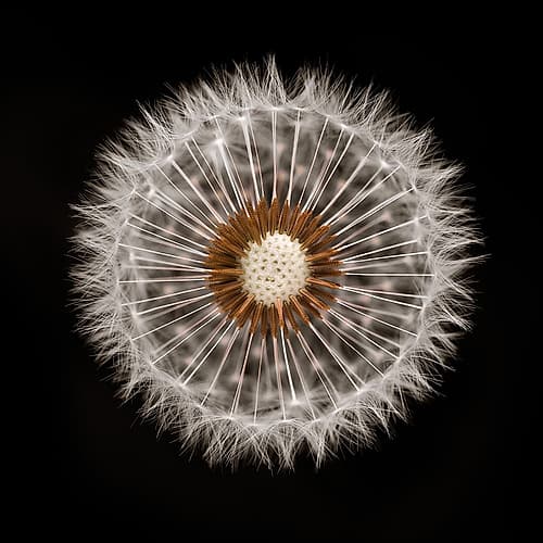 Dandelion Clock over black background Art Print