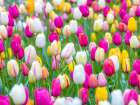 Tulips in garden Art Print