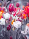 Colorful Tulip flowers Art Print