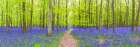 Bluebells Art Print