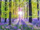 Bluebells Art Print