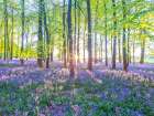 Bluebells Art Print
