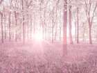 Bluebells in pink Art Print