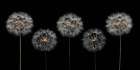 Dandelion flowers over black background Art Print