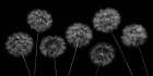 Dandelion flowers over black background Art Print