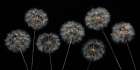 Dandelion flowers over black background Art Print
